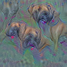 n02108089 boxer
